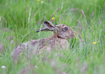 Brown Hare - Lepus europaeus