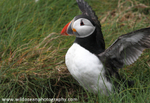 SBA018: Puffin stretching