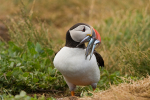 Puffin