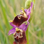 Apulian Ophrys (Ophrys fuciflora ssp apulica  also O. holoserica ssp apulica and O. apulica)