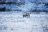 Reindeer