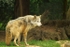 Grey Wolf - Missoula pausing (Colchester Zoo)