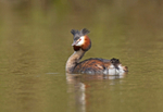 Great Crested Grebe - Podiceps cristatus