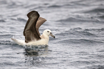 Shy Albatross raises wings ready for take off, at sea, South Africa
