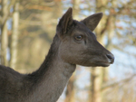 Fallow Deer