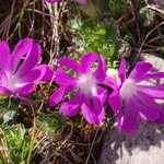 Dwarf primula (Primula minima) also Least primrose