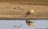 _84Y0958 Amboseli