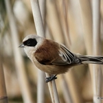 Penduline Tit (Remiz pendulinus) M