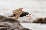 Blackish Oystercatcher (adult) calling, Chile