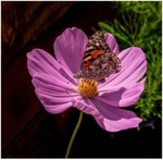 Painted Lady on Cosmos