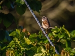 Common Whitethroat