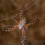 The Oak Spider (Aculepeira ceropegia) 