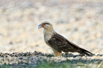 Yellow-headed Caracara with food, Costa Rica