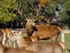 Red Deer