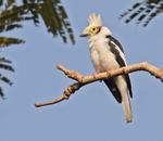 White Crested Helmet Shrike
