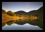 Buttermere Pines