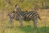 Zebras - Krüger NP, South Africa