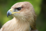 Tawny Eagle_AGT059