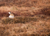Mountain Hare