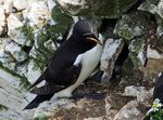 Razorbill