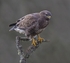Common Buzzard