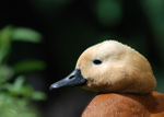 Ruddy shelduck