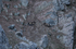 Arctic fox 8865