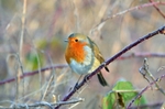 Robin