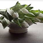 Still life portfolio