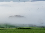 Fairy Dell in Mist