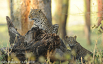 Mother and cub.