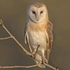 Barn Owl (Female)