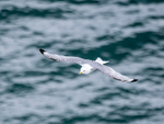 Kittiwake