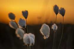 Bog Cotton Sunset
