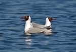 Black-headed Gulls