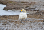 Whooper Swan