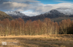 Winter birch trees, Rhinogydd, Snowdonia