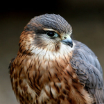 Merlin Falcon