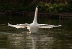 Mute Swan