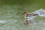 Red-necked Phalarope in shallow water, Iceland