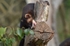 Polecat