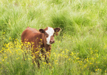 BUTTERCUP, JUNE 2018 - BRUCE PENINSULA