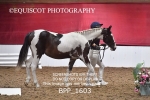 BPP_1603
