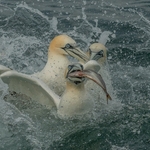 Digital-Silver- Ali Reese-Fight for Fish Supper