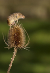 HARVEST MOUSE