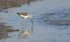 Greenshank