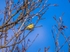 Blue Tit