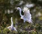 Great Egret late afternoon return, Venice Rookery, Florida