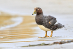 Falkland Flightless Steamerduck portfolio