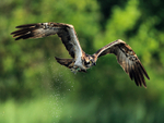 Osprey (green DY) in flight after a dive for fish